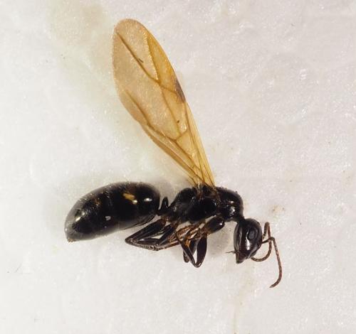 Réf. 334 199 : Camponotus sp.
